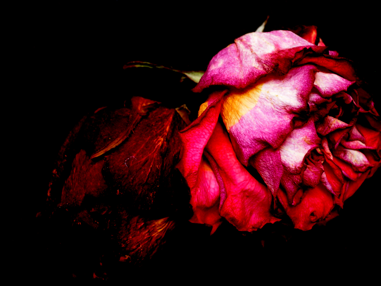 2018-03-08 Budded Roses